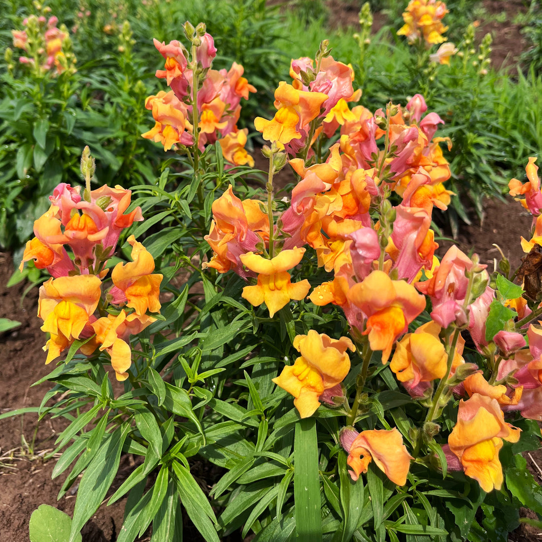 Rembrandt Snapdragon