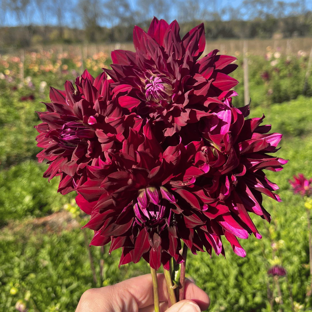 Ripples Organic Dahlia Tuber – Hudson Valley Seed Company