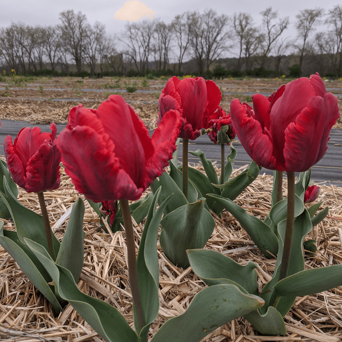 Tulip 'Rococo' Parrot – Hudson Valley Seed Company