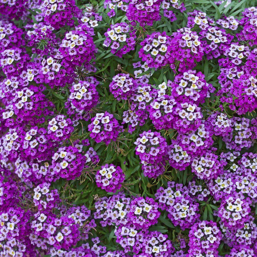 Royal Carpet Alyssum