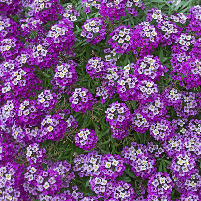 Royal Carpet Alyssum