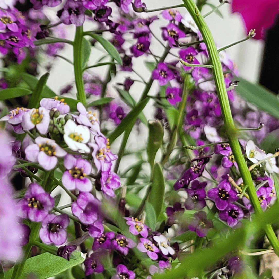 Royal Carpet Alyssum