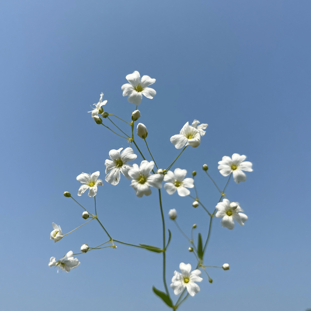Shady Meadow Mix Seed Shaker