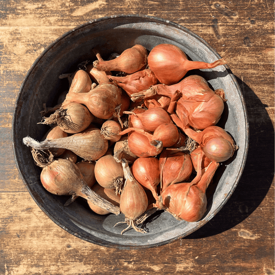 Shallot Variety Pack