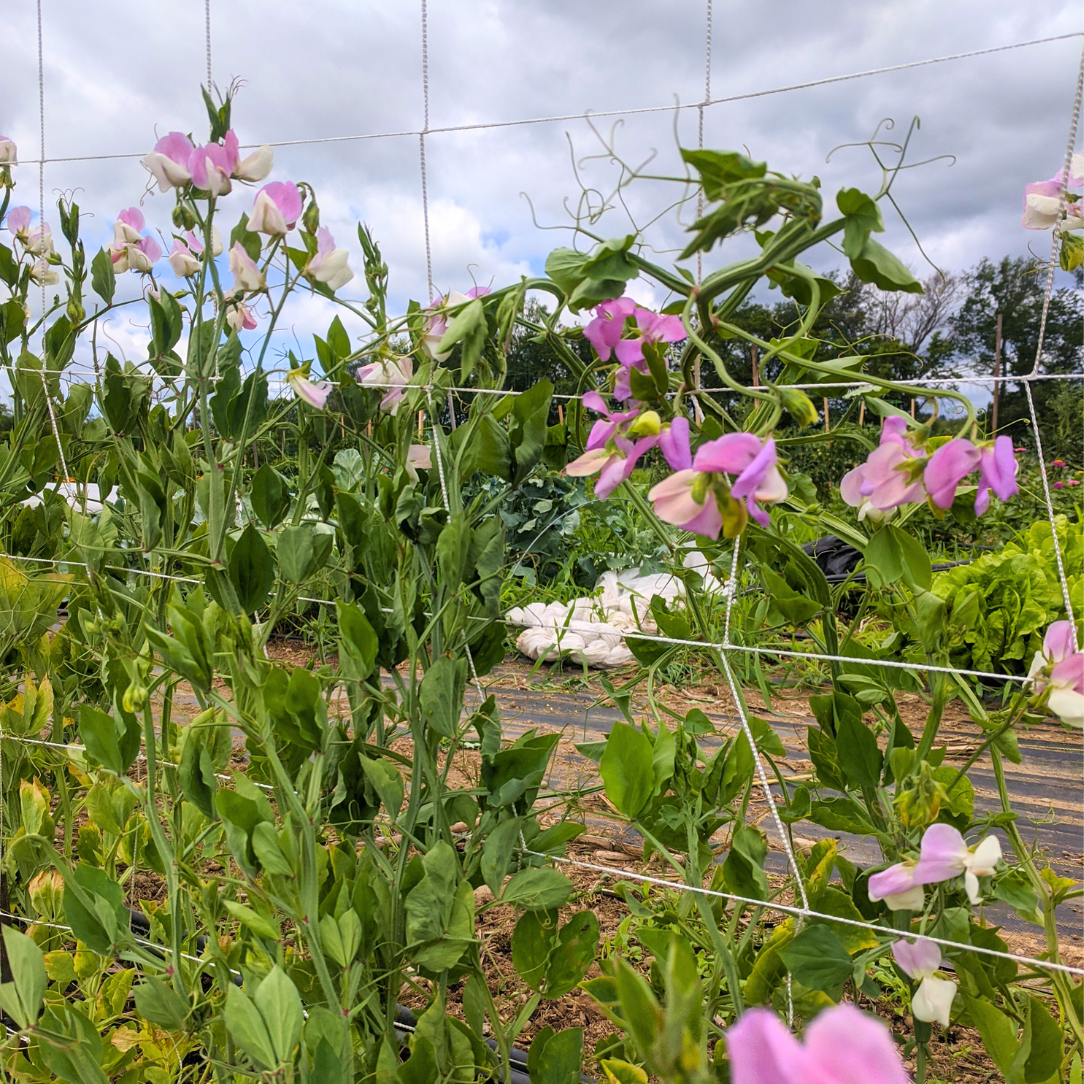 Signpost Sweet Pea