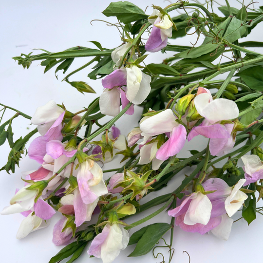 Signpost Sweet Pea