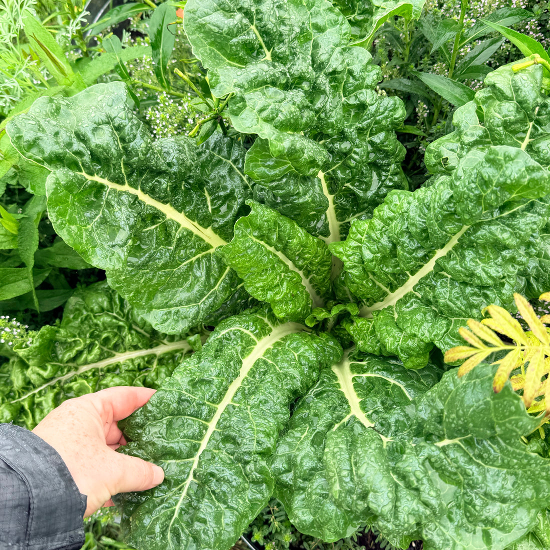 Silverado Chard