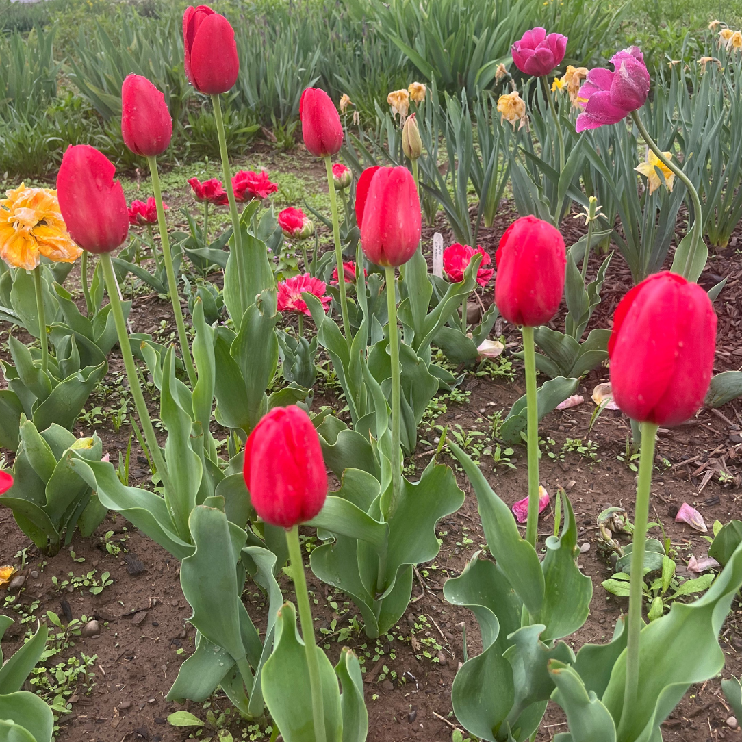 Tulip &