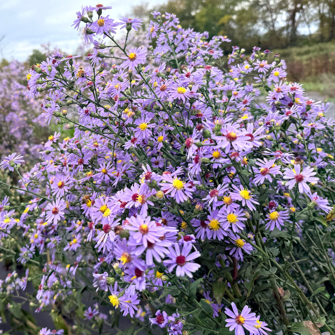 Close-up of Smooth Aster flowers, a local ecotype pollinated by Hudson Valley Seed Co., showcasing vibrant purple blooms.