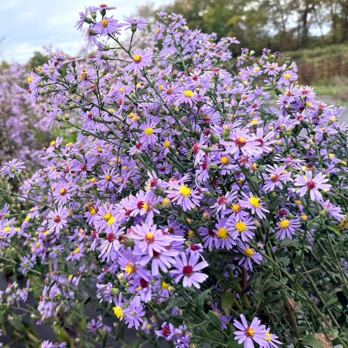 Close-up of Smooth Aster flowers, a local ecotype pollinated by Hudson Valley Seed Co., showcasing vibrant purple blooms.