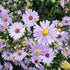 Close-up of Smooth Aster flowers, native pollinate variety from Hudson Valley Seed Co., showcasing vibrant purple petals and green foliage.