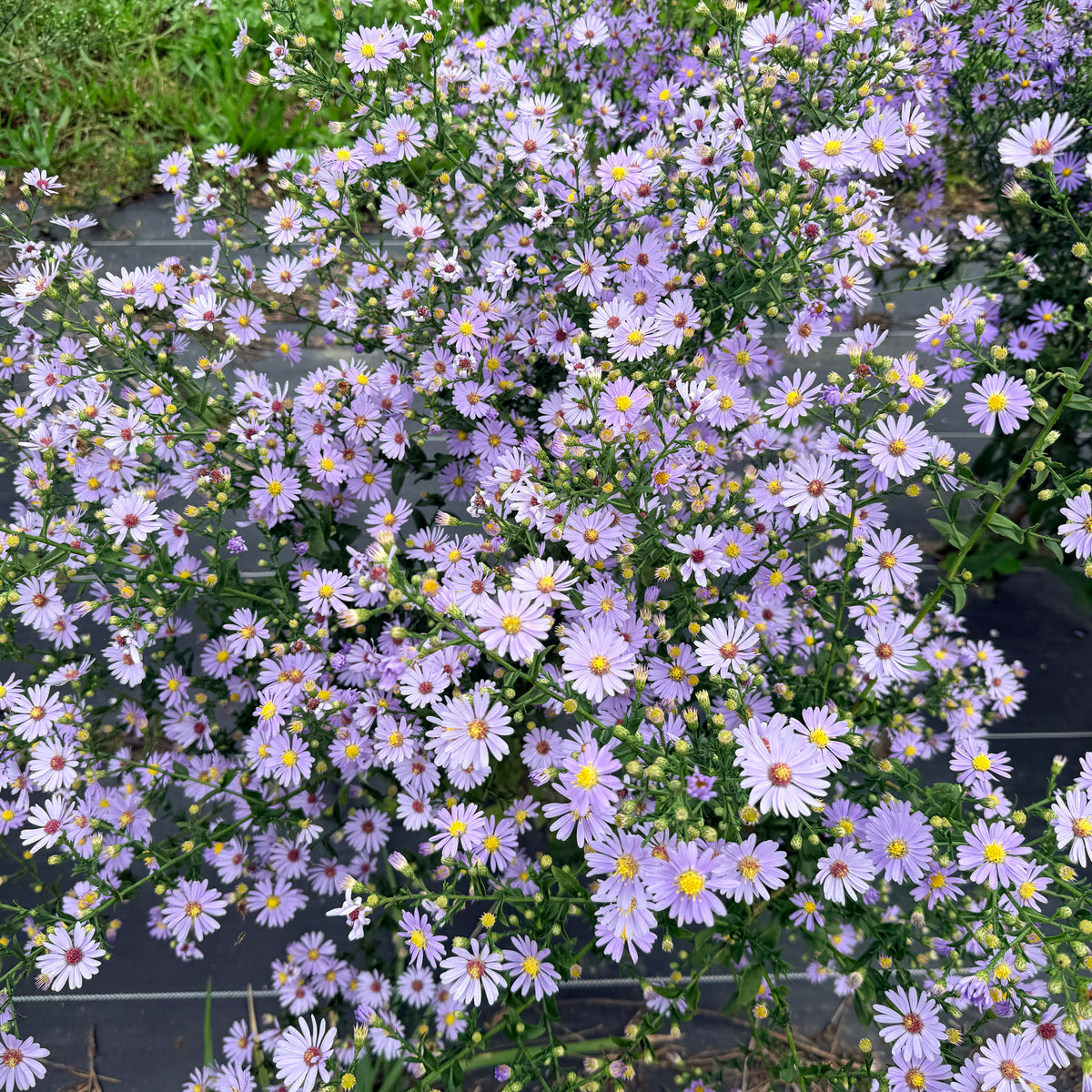 Smooth Aster flower from Hudson Valley Seed Co., showcasing vibrant, pale purple petals and a yellow center in full bloom.