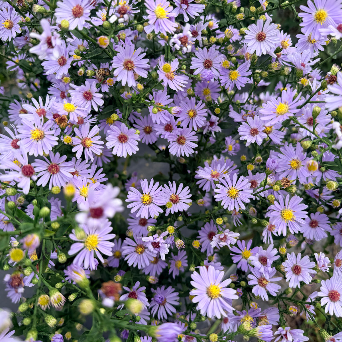 Bright image of Smooth Aster flowers from Hudson Valley Seed Co., showcasing their vibrant purple blooms and lush green foliage.