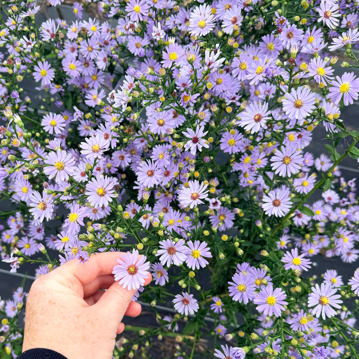 Bright image of Smooth Aster flowers from Hudson Valley Seed Co., showcasing their delicate purple petals and vibrant green foliage.