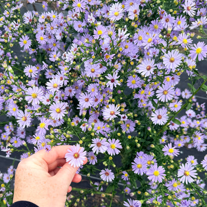 Bright image of Smooth Aster flowers from Hudson Valley Seed Co., showcasing their delicate purple petals and vibrant green foliage.