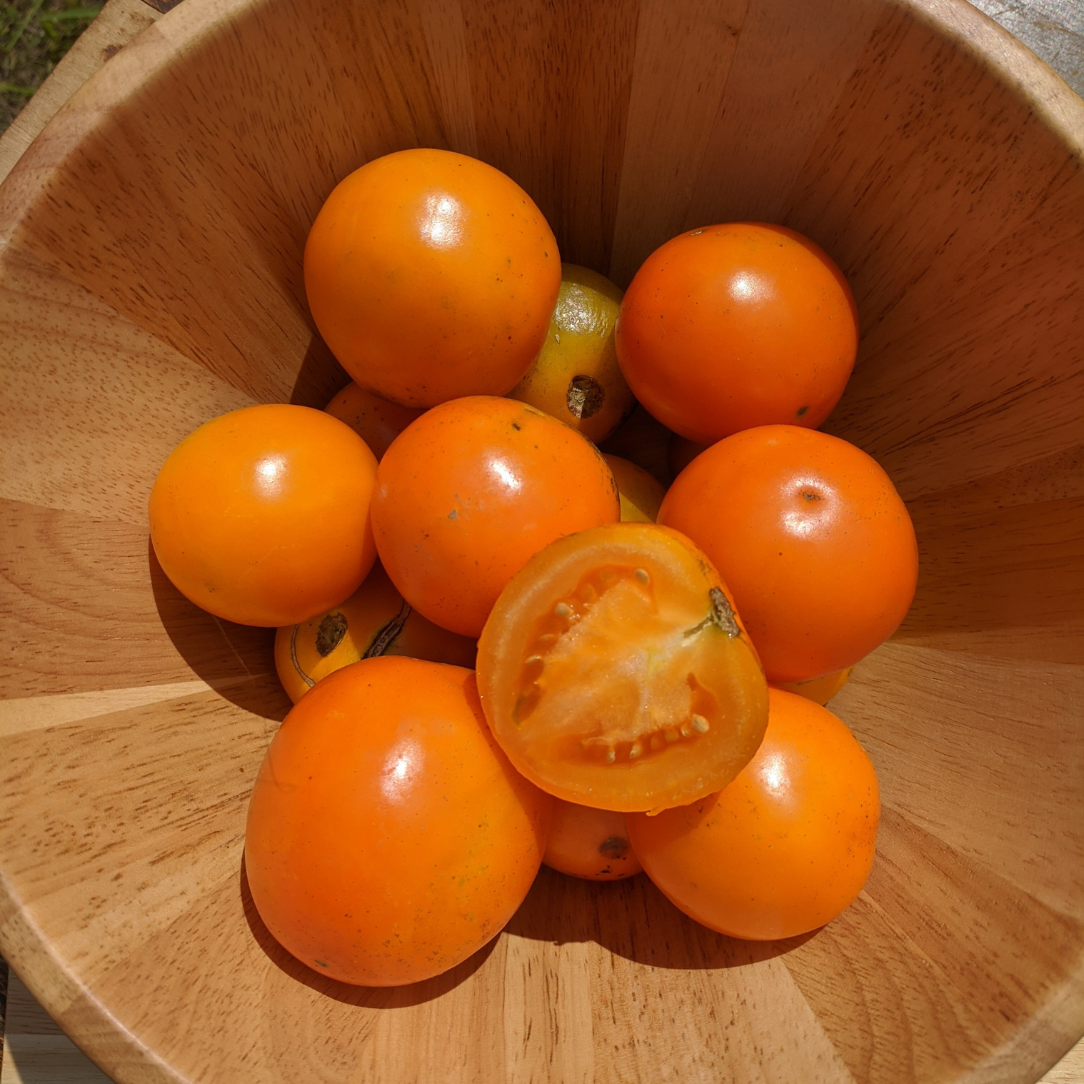 Solar Gold Tomato