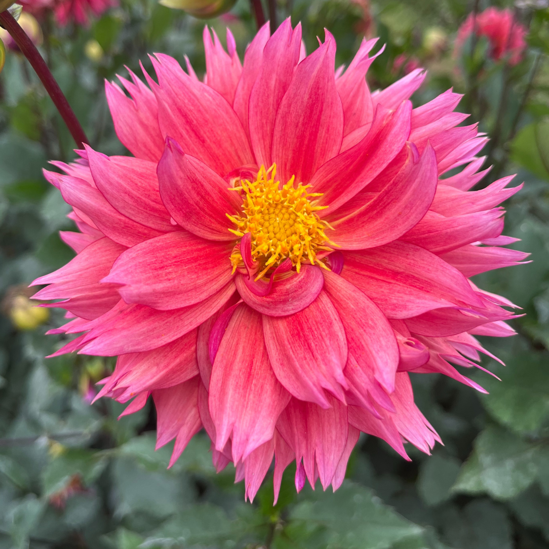 Sonic Bloom Dahlia Tuber