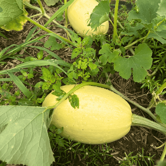 Spaghetti Squash