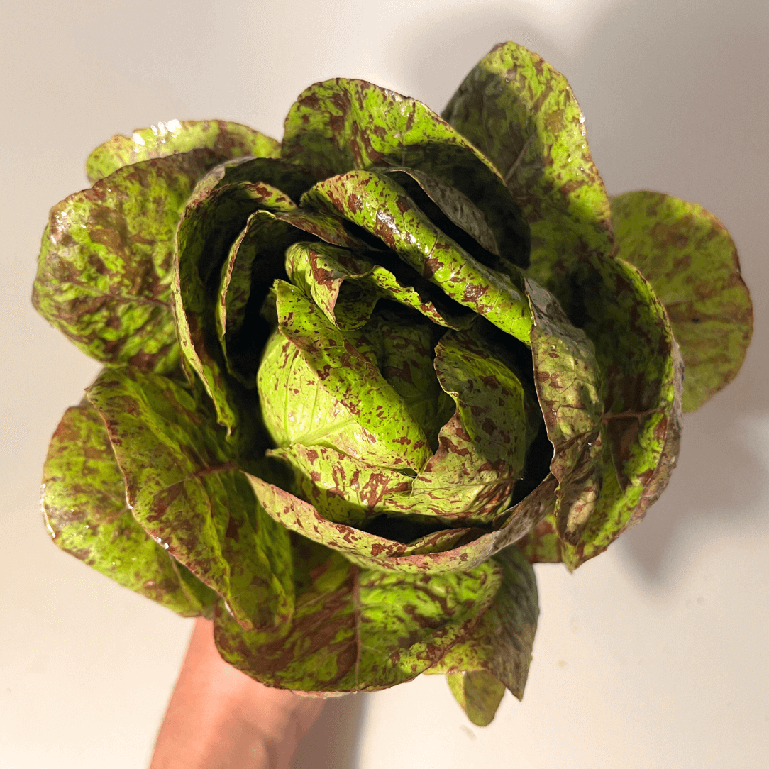 Spotted Trout Lettuce