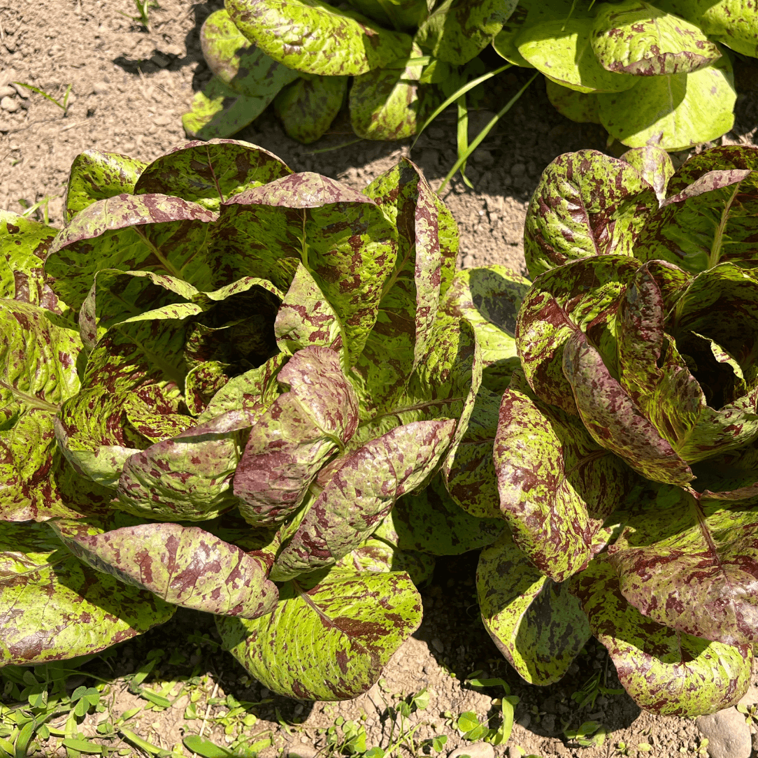 Spotted Trout Lettuce