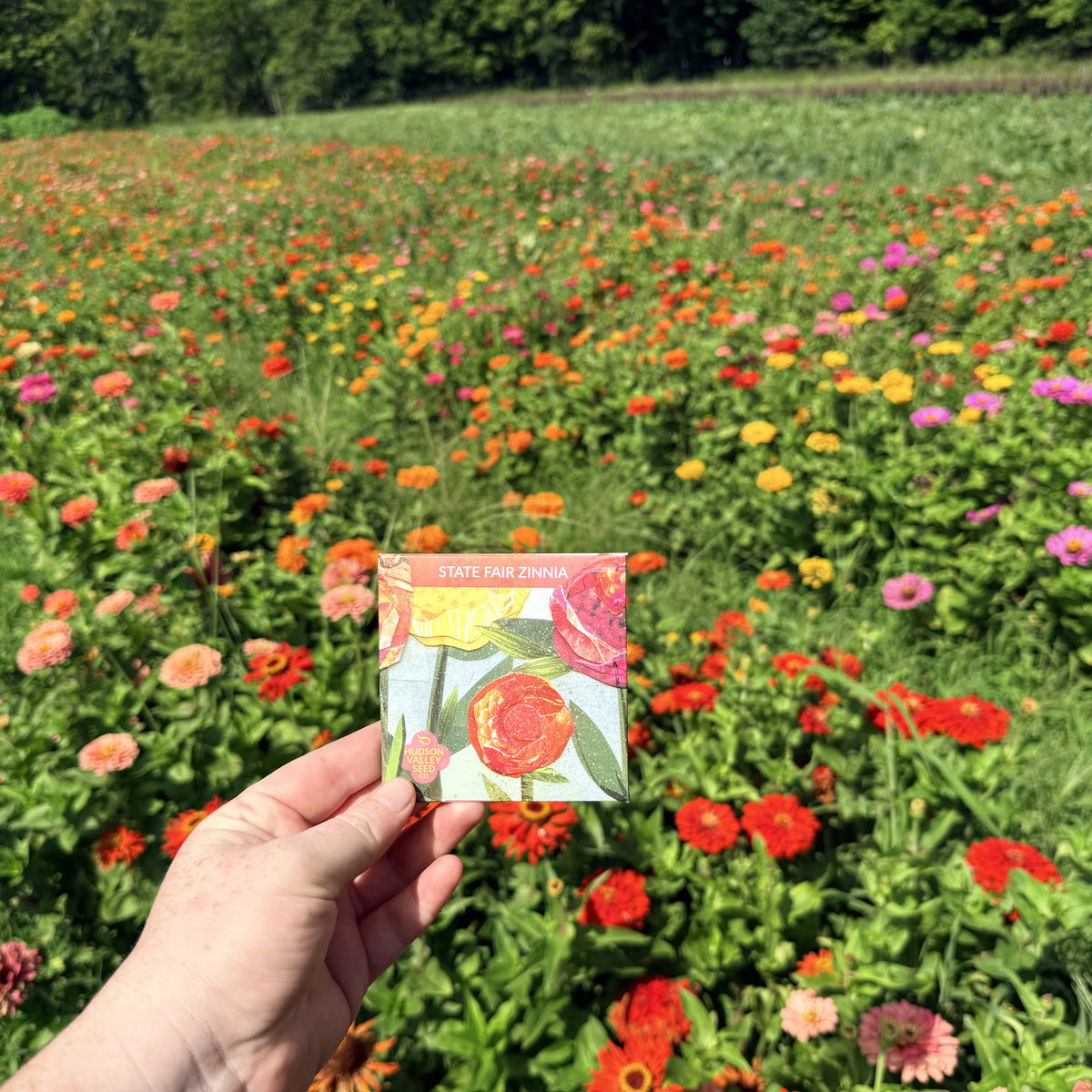 State Fair Zinnia Seedlings
