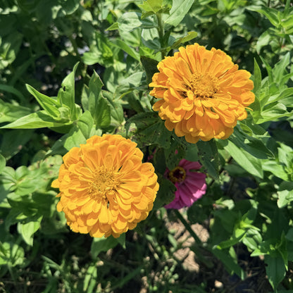 State Fair Zinnia Seedlings