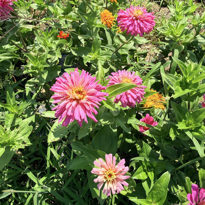 State Fair Zinnia Seedlings
