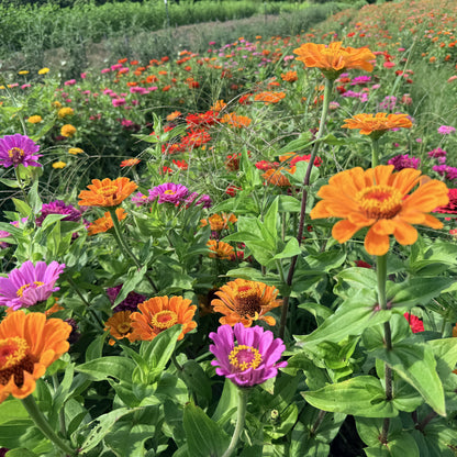 State Fair Zinnia Seedlings