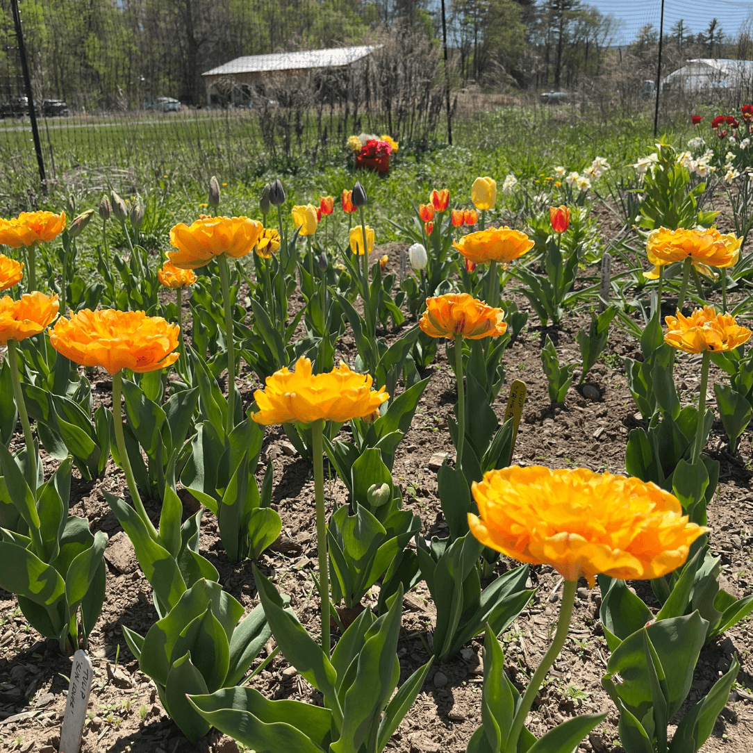 Tulip &