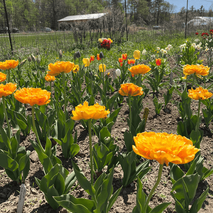 Tulip &