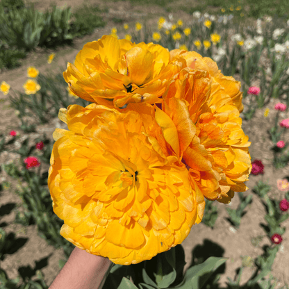 Tulip &
