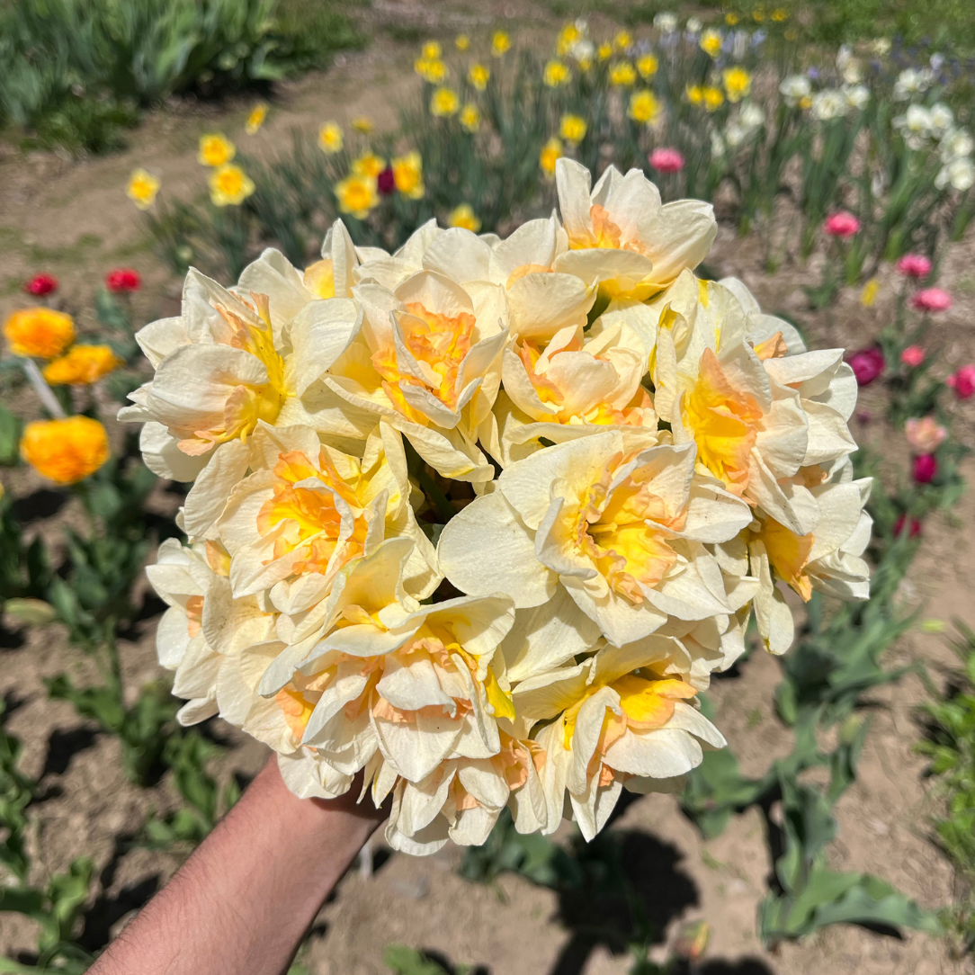 Narcissus &