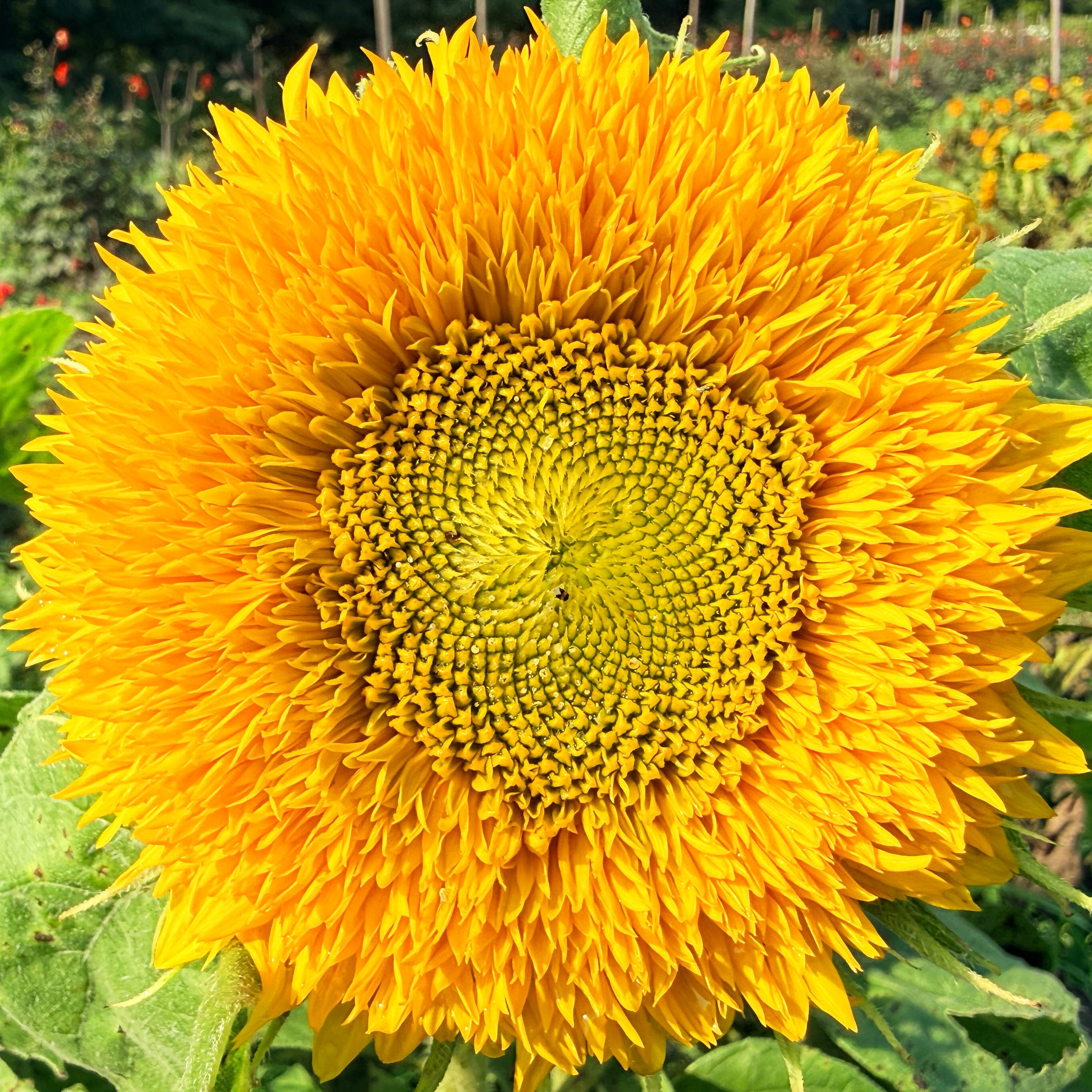 Teddy Bear Sunflower