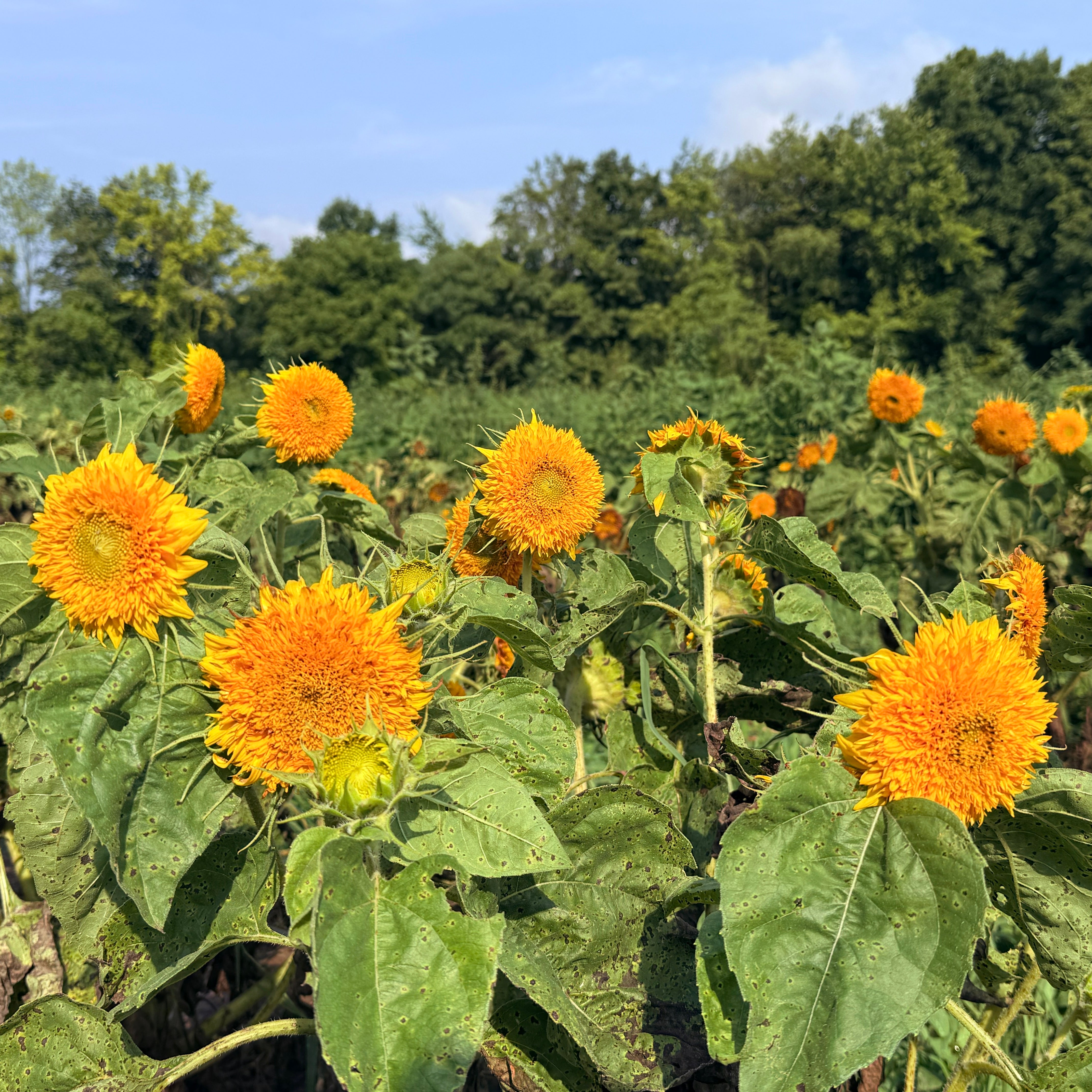Teddy Bear Sunflower