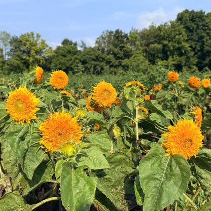 Teddy Bear Sunflower