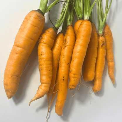 Tendersweet Carrot
