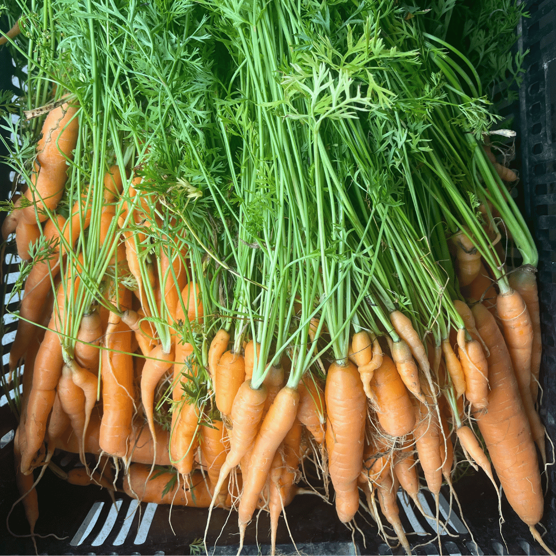 Tendersweet Carrot