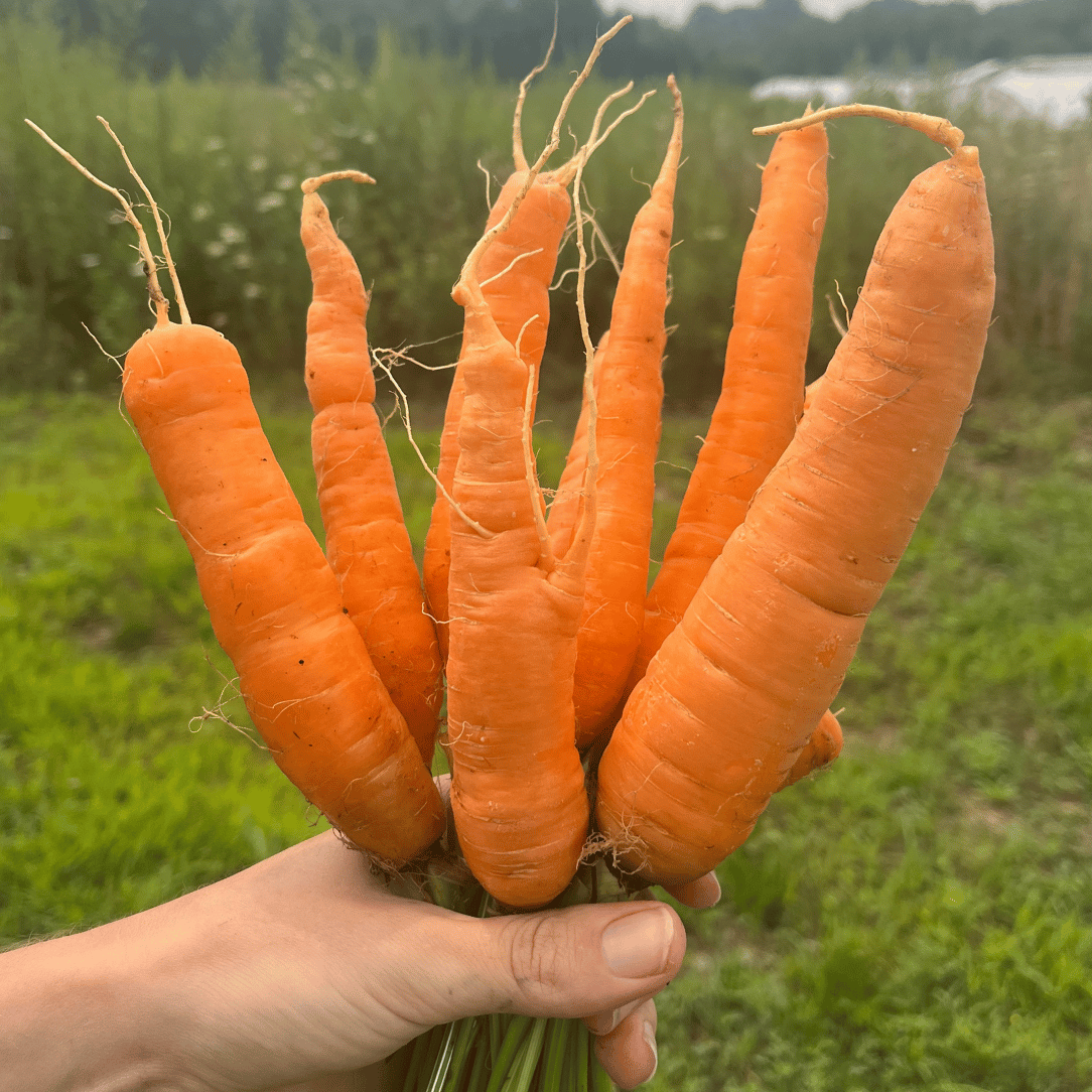 Tendersweet Carrot