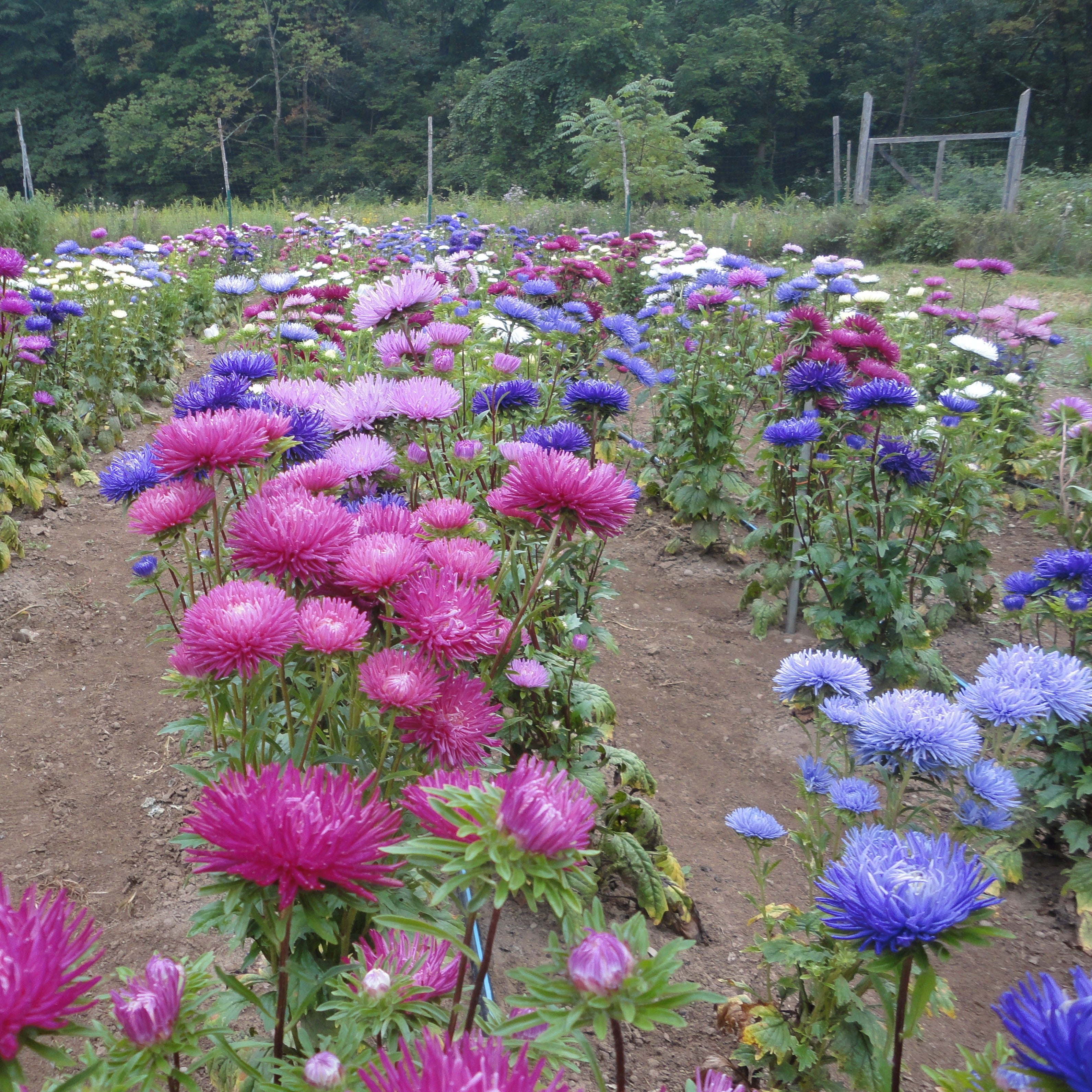 Tiger Paw Aster