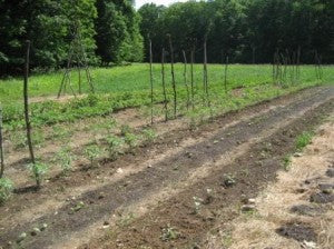 Transplanted seedlings in rows.