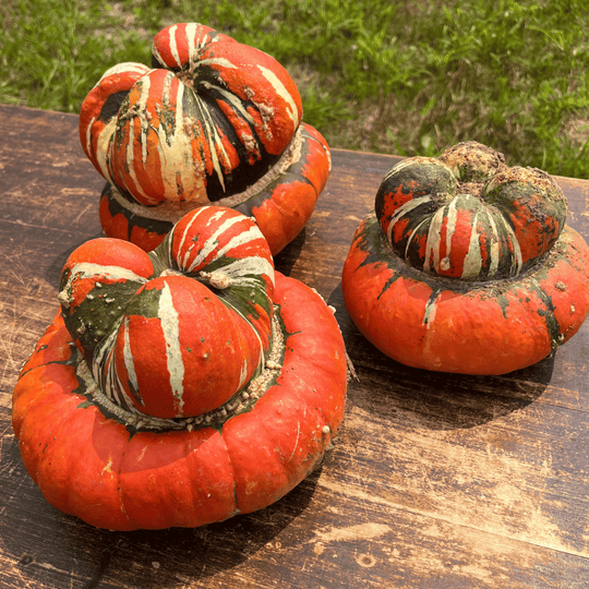 Turk's Turban Squash