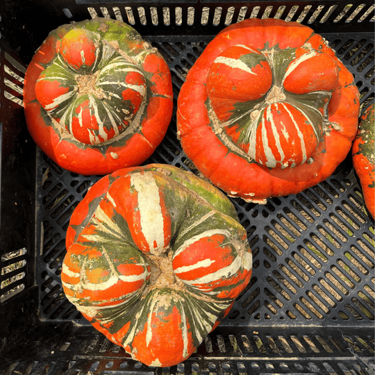 Turk's Turban Squash