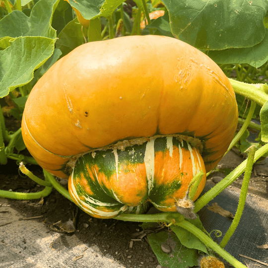 Turk's Turban Squash