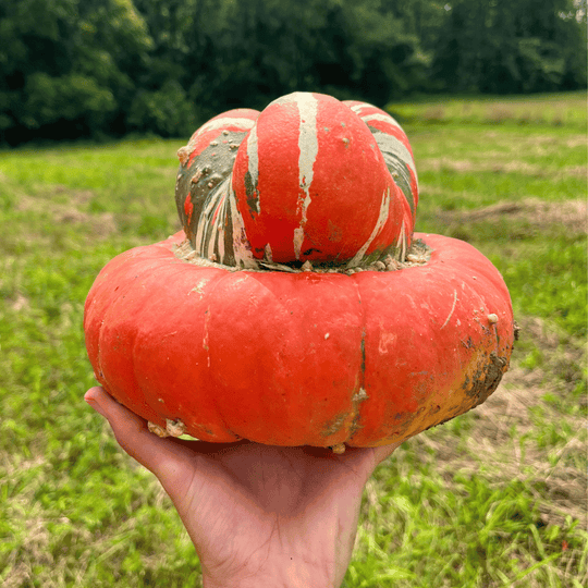 Turk's Turban Squash