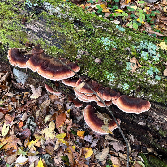 Mushroom Walk with Luke Sarrantonio of Mycophilic