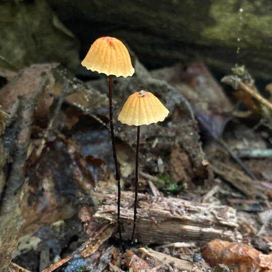 Mushroom Walk with Luke Sarrantonio of Mycophilic