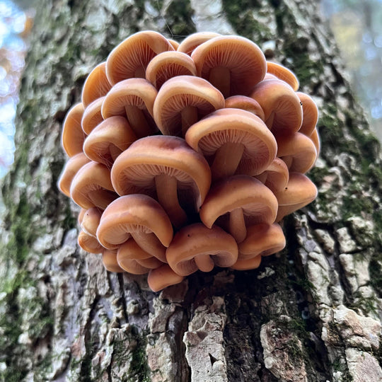 Mushroom Walk with Luke Sarrantonio of Mycophilic