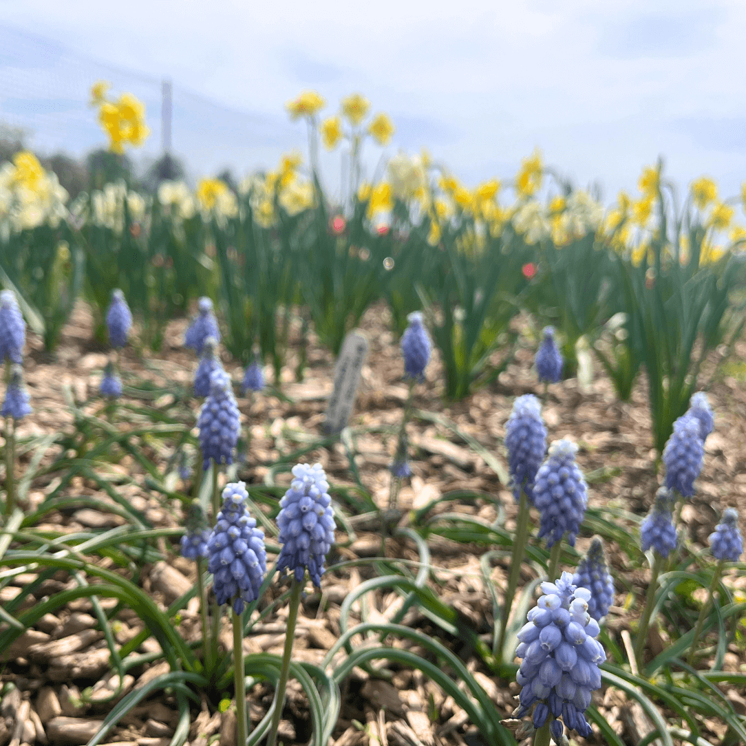 Muscari neglectum &