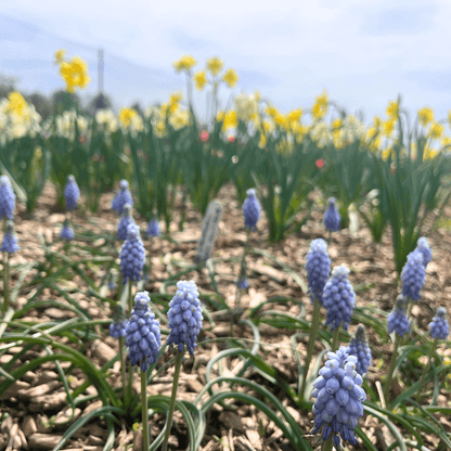Muscari neglectum &