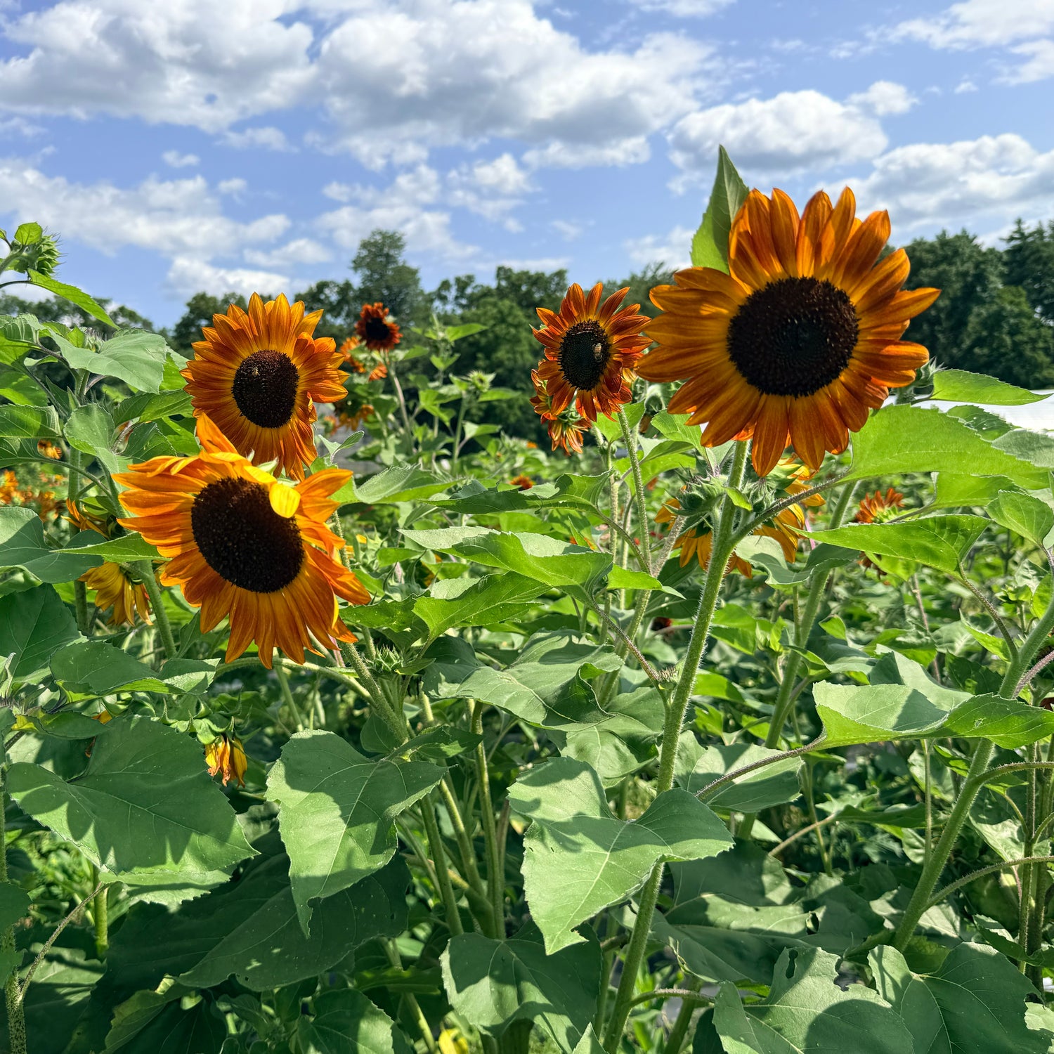 Velvet Queen Sunflower
